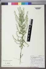 Lepidium ramosissimum var. bourgeauanum image