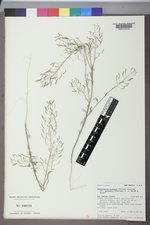 Descurainia incisa var. paysonii image