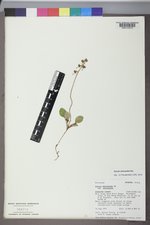 Pyrola chlorantha image