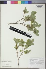 Vaccinium membranaceum image