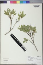 Vaccinium myrtillus image