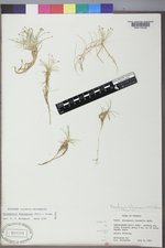Eleocharis flavescens image