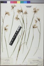 Eriophorum angustifolium image