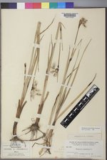 Eriophorum angustifolium image