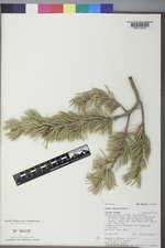 Pinus edulis image