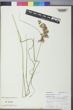 Scirpus atrocinctus image