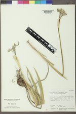 Iris missouriensis image