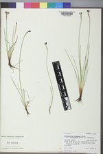 Sisyrinchium idahoense var. occidentale image