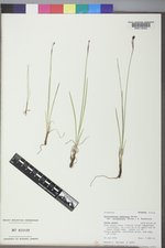 Sisyrinchium idahoense var. occidentale image