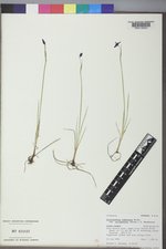Sisyrinchium idahoense image