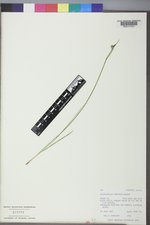 Sisyrinchium montanum image
