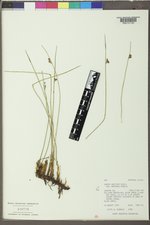 Juncus balticus subsp. balticus image