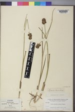 Juncus ensifolius var. montanus image