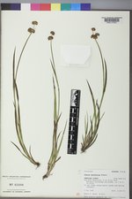 Juncus ensifolius var. ensifolius image