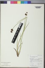 Juncus ensifolius var. ensifolius image