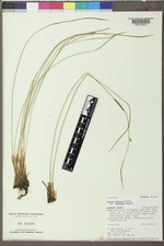 Juncus balticus subsp. balticus image