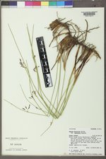 Juncus balticus subsp. balticus image