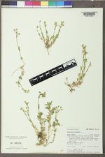 Cerastium arvense image