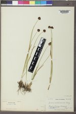 Juncus mertensianus image