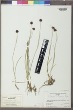 Juncus mertensianus image