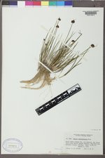 Juncus mertensianus image