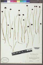 Juncus mertensianus image