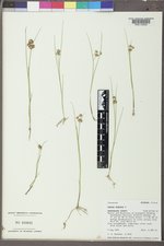 Juncus nodosus image