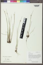 Juncus parryi image