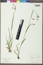 Luzula parviflora image