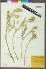 Astragalus laxmannii image