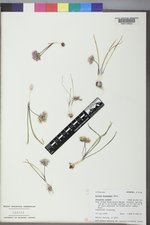 Allium brandegeei image