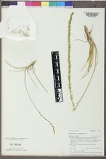 Triglochin maritima image