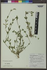 Cerastium fontanum subsp. vulgare image