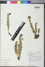 Sedum integrifolium subsp. procerum image