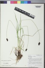 Carex nova var. nova image