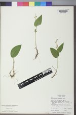 Maianthemum canadense image