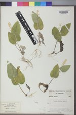 Maianthemum canadense image