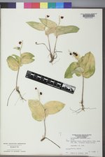 Maianthemum canadense image