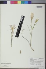 Calochortus nuttallii image