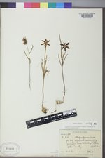 Fritillaria atropurpurea image