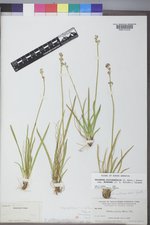 Triantha occidentalis image