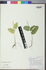 Maianthemum canadense image