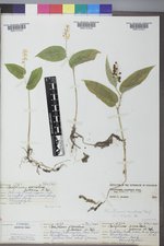 Maianthemum canadense image