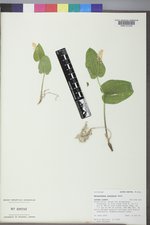 Maianthemum canadense image