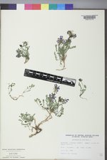 Astragalus alpinus image