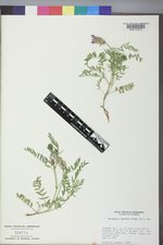 Astragalus agrestis image