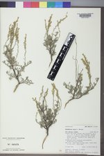 Artemisia nova image