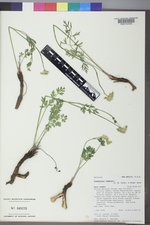 Pseudocymopterus montanus image
