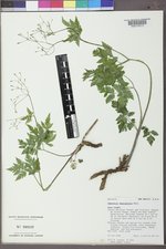 Osmorhiza depauperata image