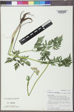 Conioselinum scopulorum image
